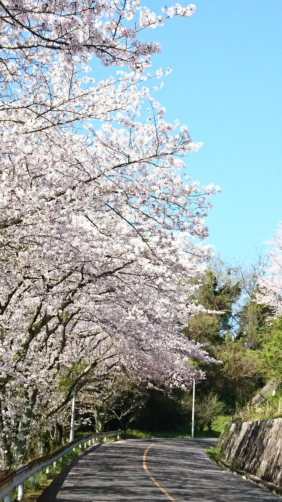 桜写真.JPG